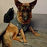dog, german_shepherd, pet, canine, sitting, clothing, shirt, couch, sofa, indoor, furniture, backpack, wall, tail, ears, fur, animal, domestic_animal, looking, resting