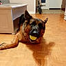 dog, german_shepherd, ball, indoor, wooden_floor, pet, animal, playful, mouth, lying_down, floor, living_room, furniture, door, toy, canine, companion, domestic_animal, house, shadow