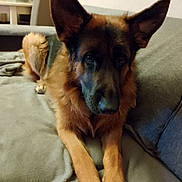 Ulky a rejoint le concours — aidez-le/la à gagner de superbes lots ! dog, german_shepherd, pet, indoor, couch, blanket, fur, ears, face, animal, canine, relaxed, living_room, plant, furniture, home, paw, tail, brown, black