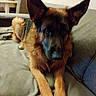 dog, german_shepherd, pet, indoor, couch, blanket, fur, ears, face, animal, canine, relaxed, living_room, plant, furniture, home, paw, tail, brown, black