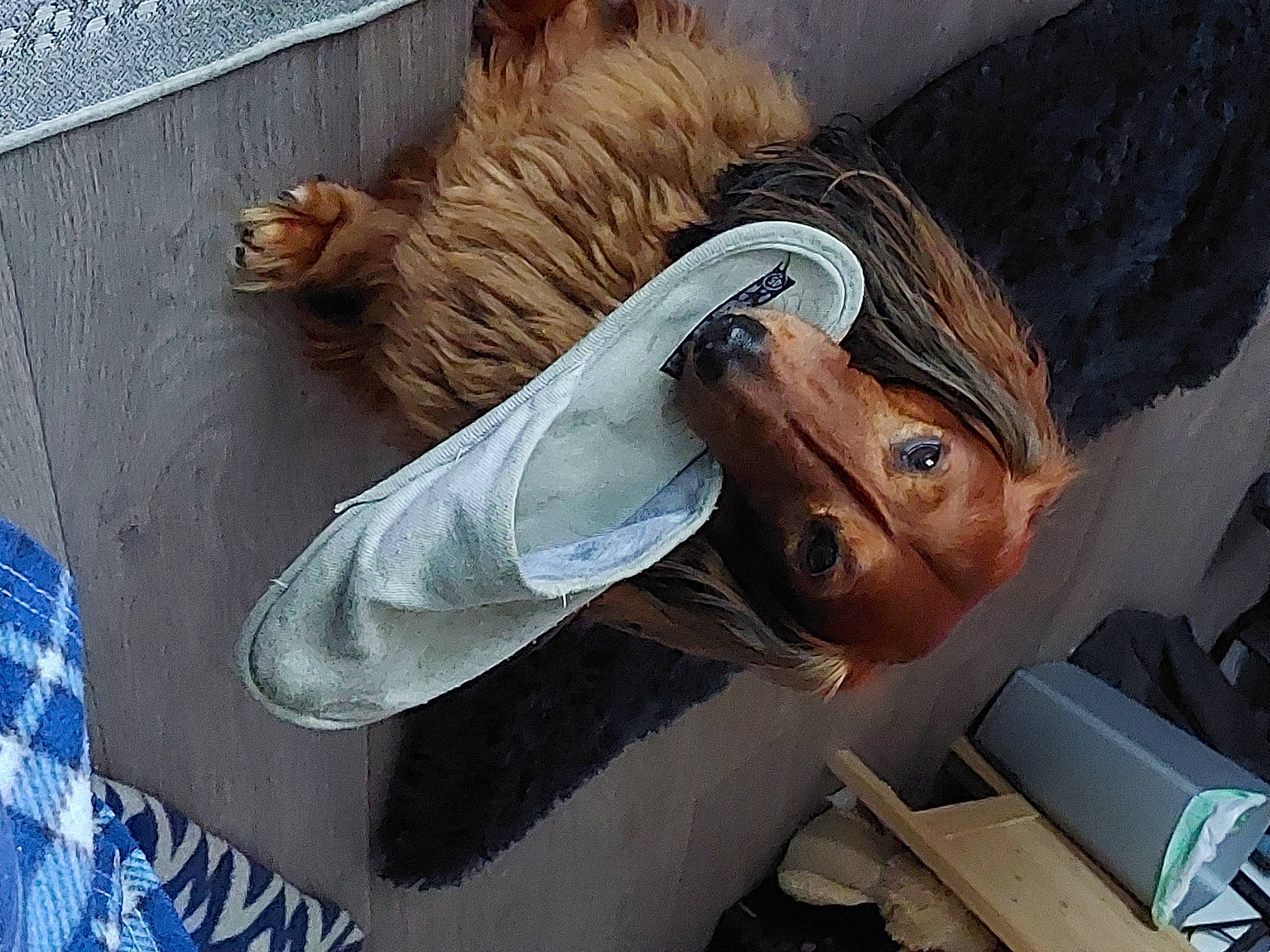 Noisette a rejoint le concours — aidez-le/la à gagner de superbes lots ! art, eyelash, eyewear, fur, hair_coloring, illustration, lion, mural, snout, visual_arts, wing, wood