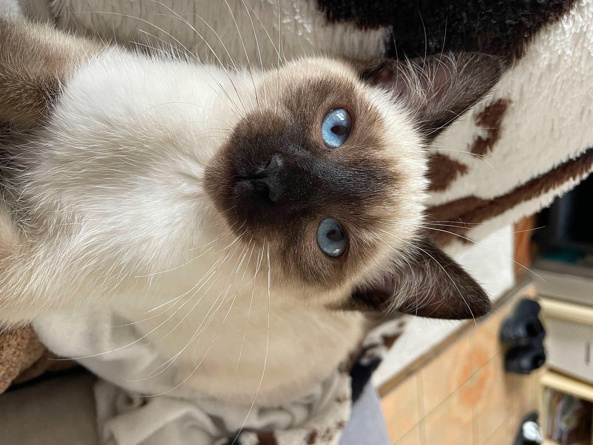 Coton a rejoint le concours — aidez-le/la à gagner de superbes lots ! carnivore, cat, companion_dog, dog_breed, ear, eye, eyelash, fawn, felidae, fur, head, iris, nose, siamese, small_to_medium_sized_cats, snout, terrestrial_animal, thai, whiskers, working_animal