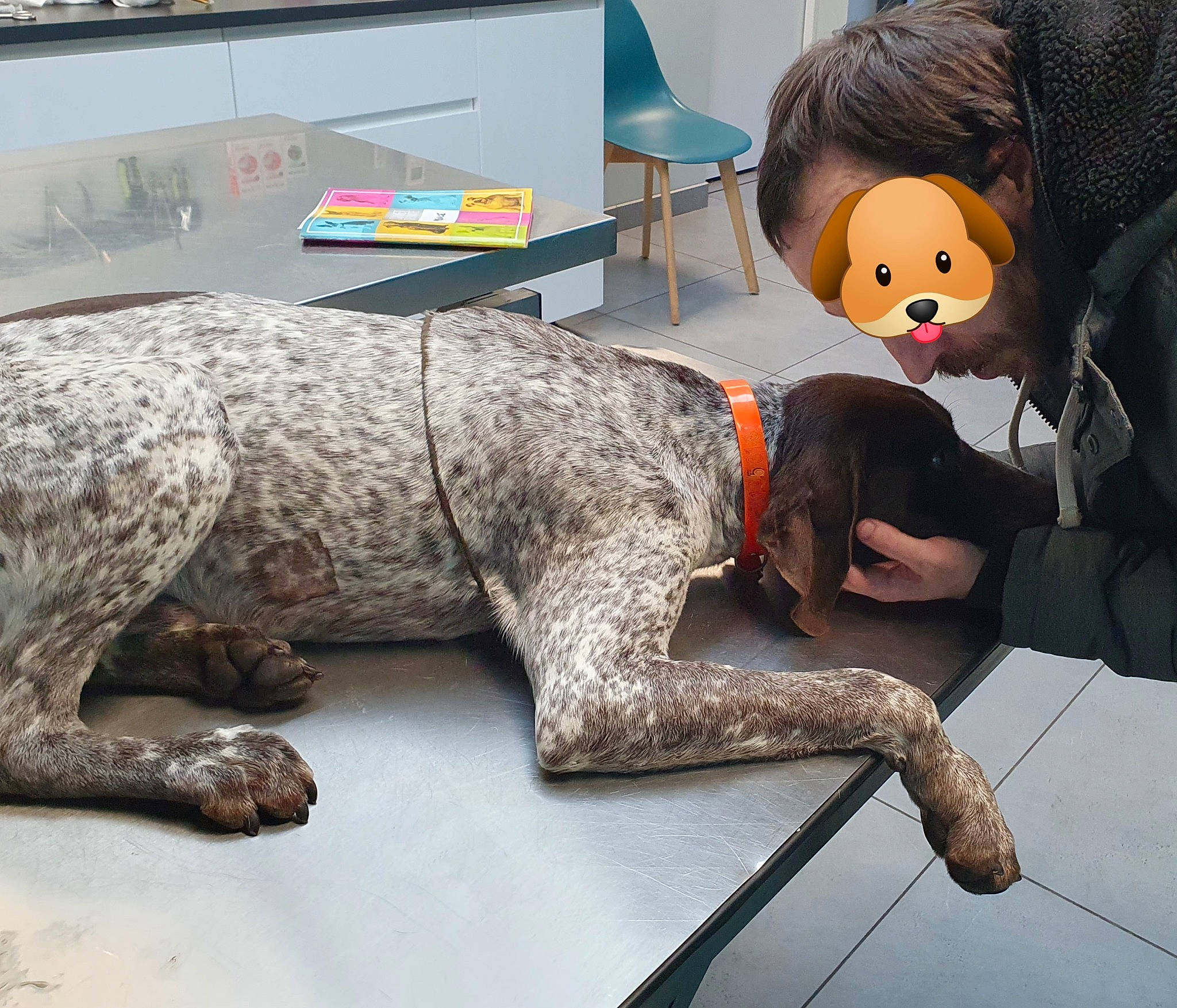 Prince a rejoint le concours — aidez-le/la à gagner de superbes lots ! canidae, carnivore, chair, collar, comfort, companion_dog, dog, dog_breed, dog_collar, fawn, flooring, foot, fur, human_leg, lap, sitting, snout, sporting_group, tail, working_animal