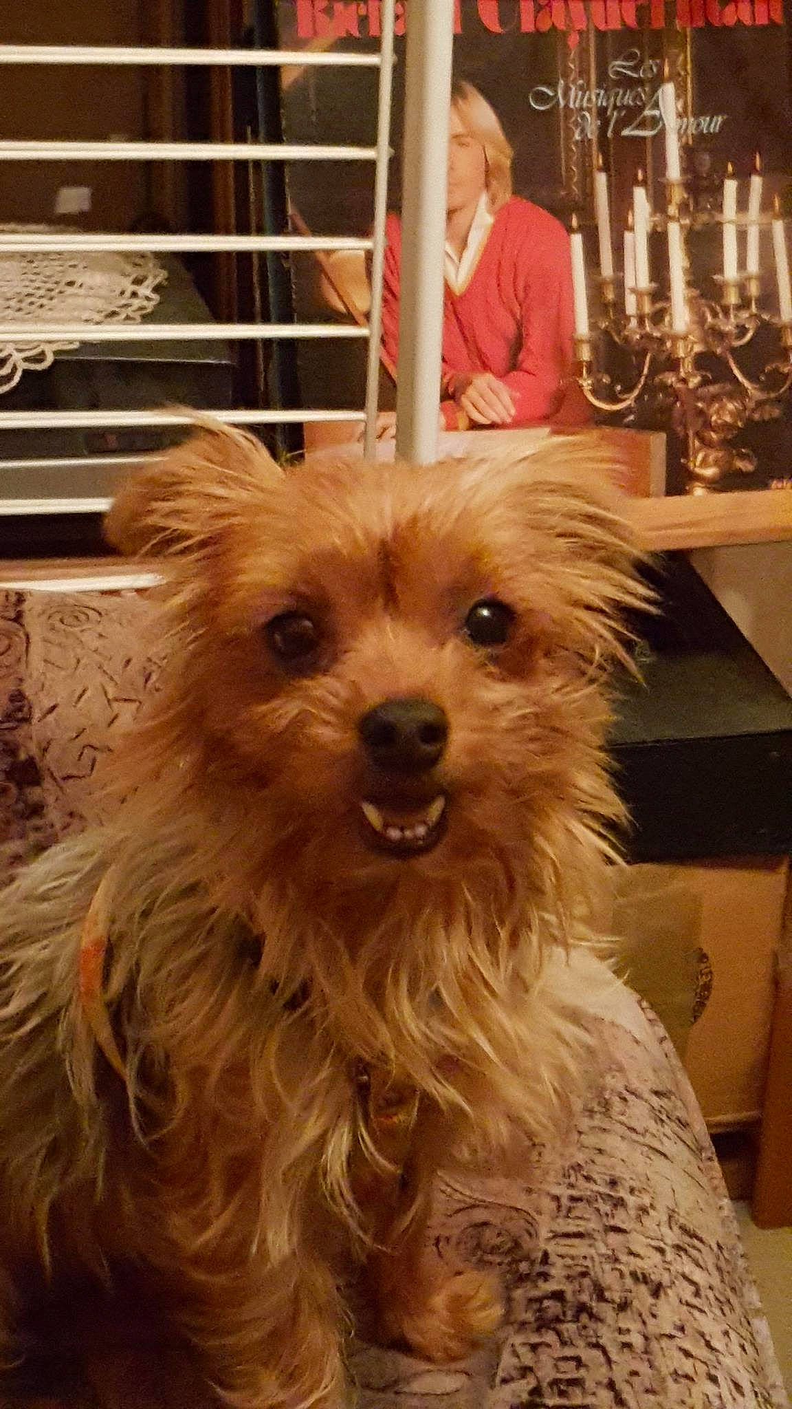 Wendy a rejoint le concours — aidez-le/la à gagner de superbes lots ! candle, candle_holder, canidae, carnivore, companion_dog, dog, dog_breed, flooring, fur, liver, maltepoo, small_terrier, snout, sporting_group, terrier, toy_dog, whiskers, wood, working_animal, yorkipoo