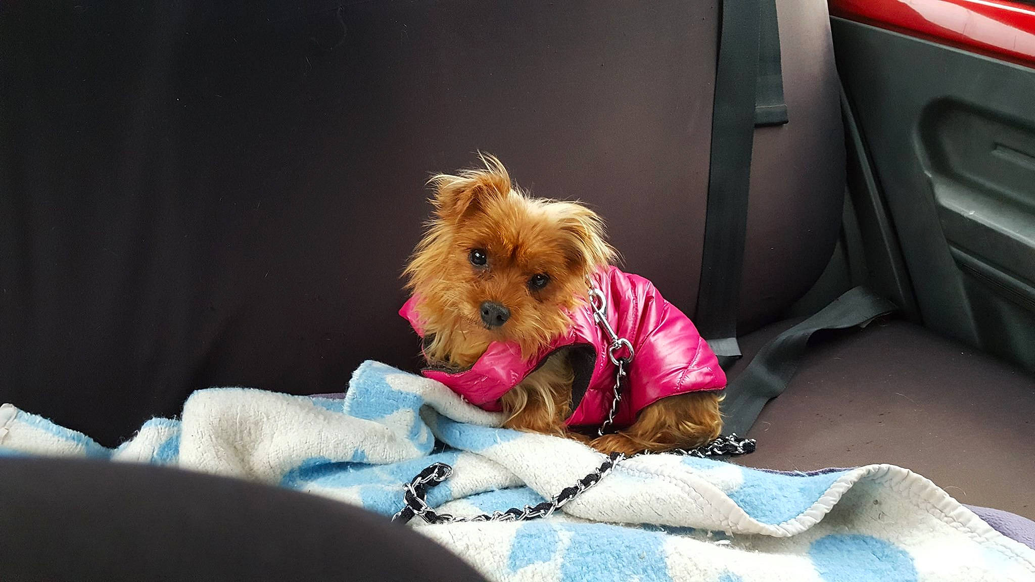 Wendy a rejoint le concours — aidez-le/la à gagner de superbes lots ! canidae, carnivore, comfort, companion_dog, dog, dog_breed, dog_clothes, dog_supply, fawn, fur, sitting, small_terrier, smile, snout, sporting_group, terrier, toy, toy_dog, vehicle_door, yorkshire_terrier