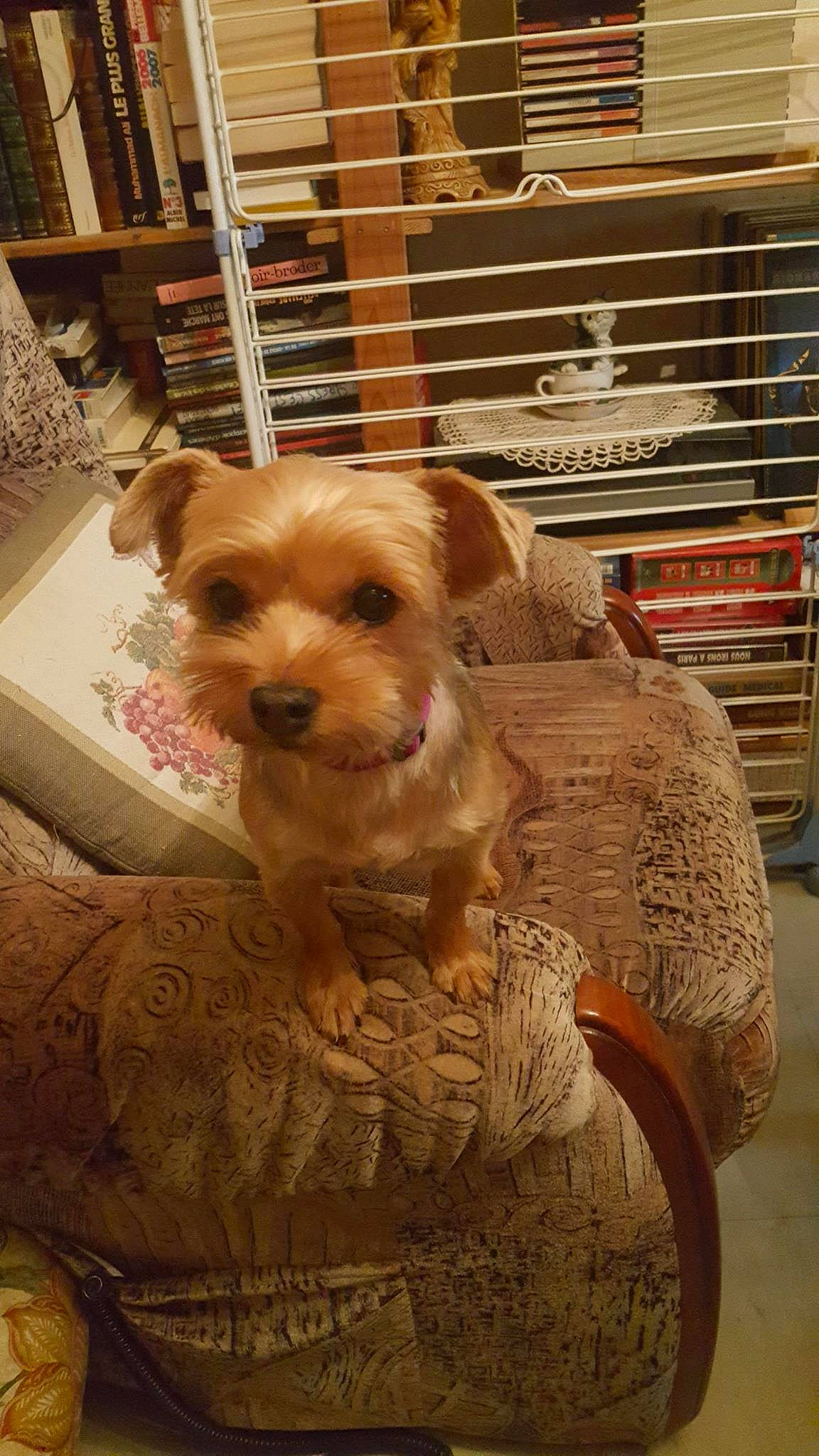 Wendy a rejoint le concours — aidez-le/la à gagner de superbes lots ! canidae, carnivore, comfort, companion_dog, dog, dog_breed, dog_supply, fawn, flooring, fur, mammal, pet_supply, small_terrier, snout, sporting_group, terrier, toy_dog, wood, working_animal, yorkipoo