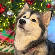 Kali is registered to the contest to win money with this photo: dog, husky, pet, animal, fur, ears, face, portrait, christmas_tree, ornaments, holiday, decorations, bokeh, indoor, cute, fluffy, looking_up, collar, festive, soft_light