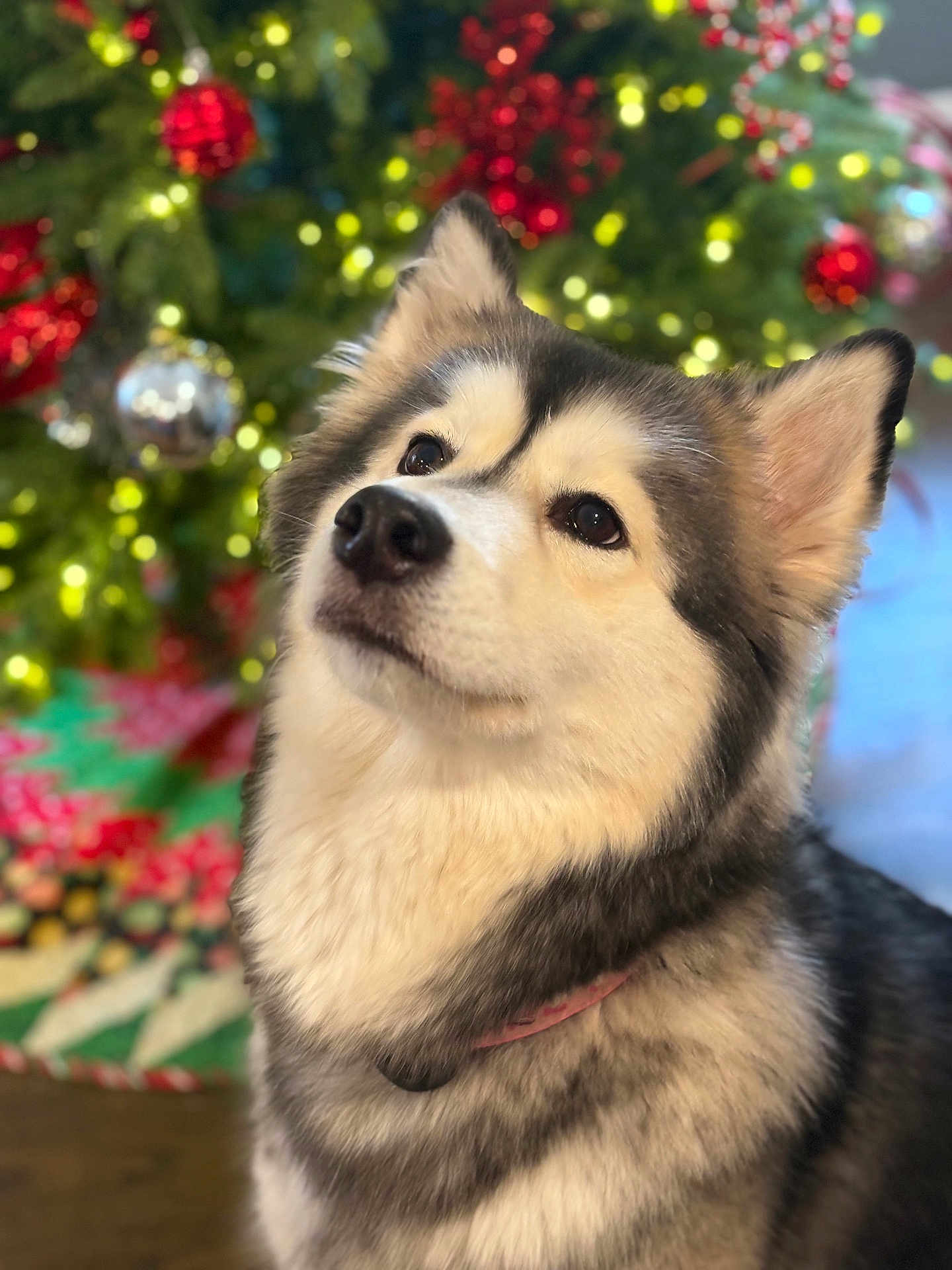 Kali is registered to the contest to win money with this photo: dog, husky, pet, animal, fur, ears, face, portrait, christmas_tree, ornaments, holiday, decorations, bokeh, indoor, cute, fluffy, looking_up, collar, festive, soft_light