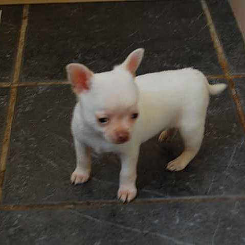 Milo
