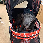 Rex joined the competition — help win amazing prizes! canidae, carnivore, companion_dog, dog, dog_breed, flat_coated_retriever, puppy, rare_breed_dog, retriever, sporting_group