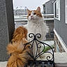 cat, fluffy, orange_and_white, sitting, balcony, metal_chair, snow, outdoor, winter, building, window, railing, pet, feline, fur, tail, curled_tail, daylight, background, quiet
