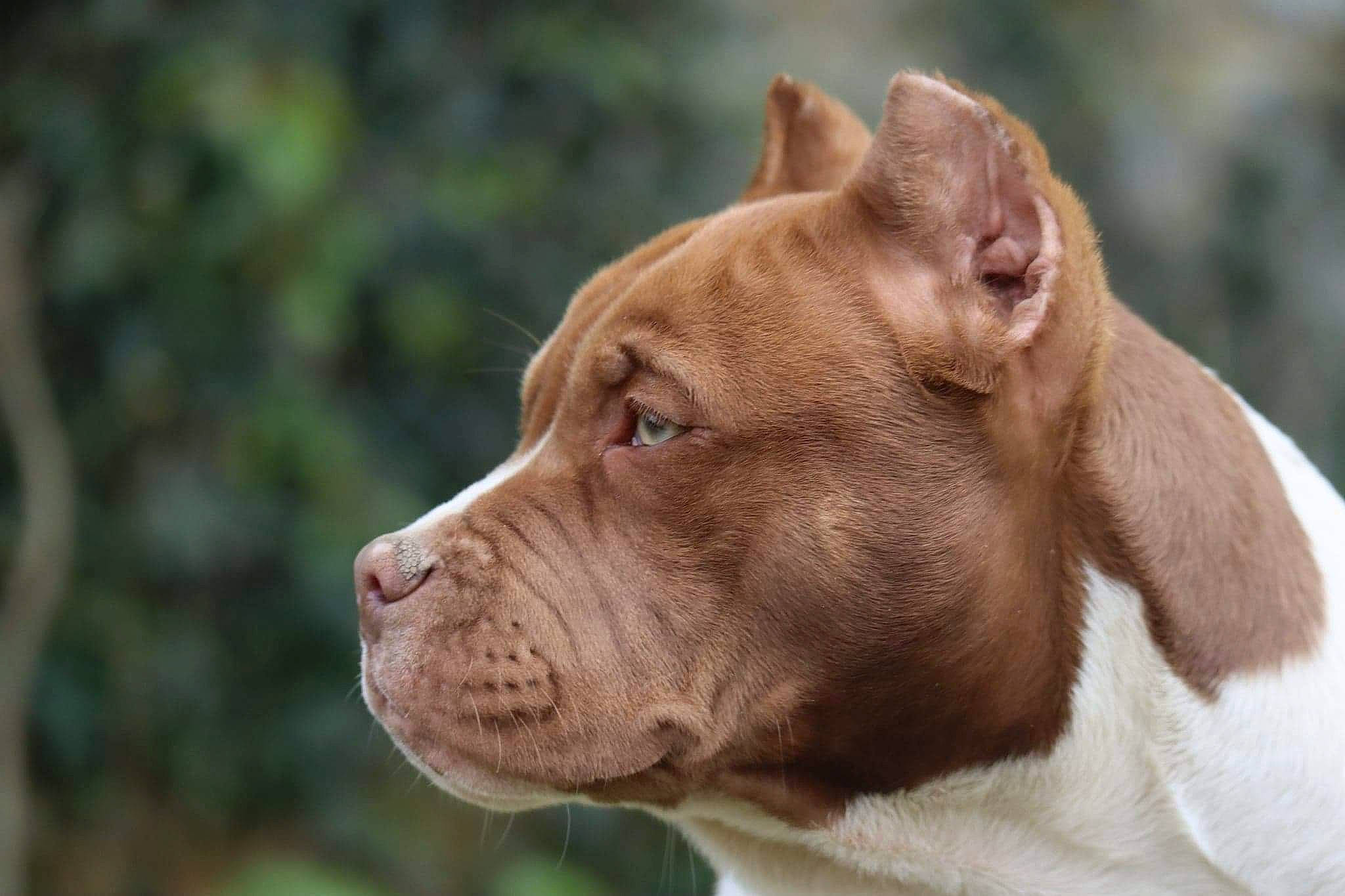 Pearl a rejoint le concours — aidez-le/la à gagner de superbes lots ! ancient_dog_breeds, canidae, carnivore, collar, companion_dog, dog, dog_breed, dog_collar, ear, fawn, grass, liver, molosser, snout, sporting_group, terrestrial_animal, whiskers, working_animal, working_dog, wrinkle