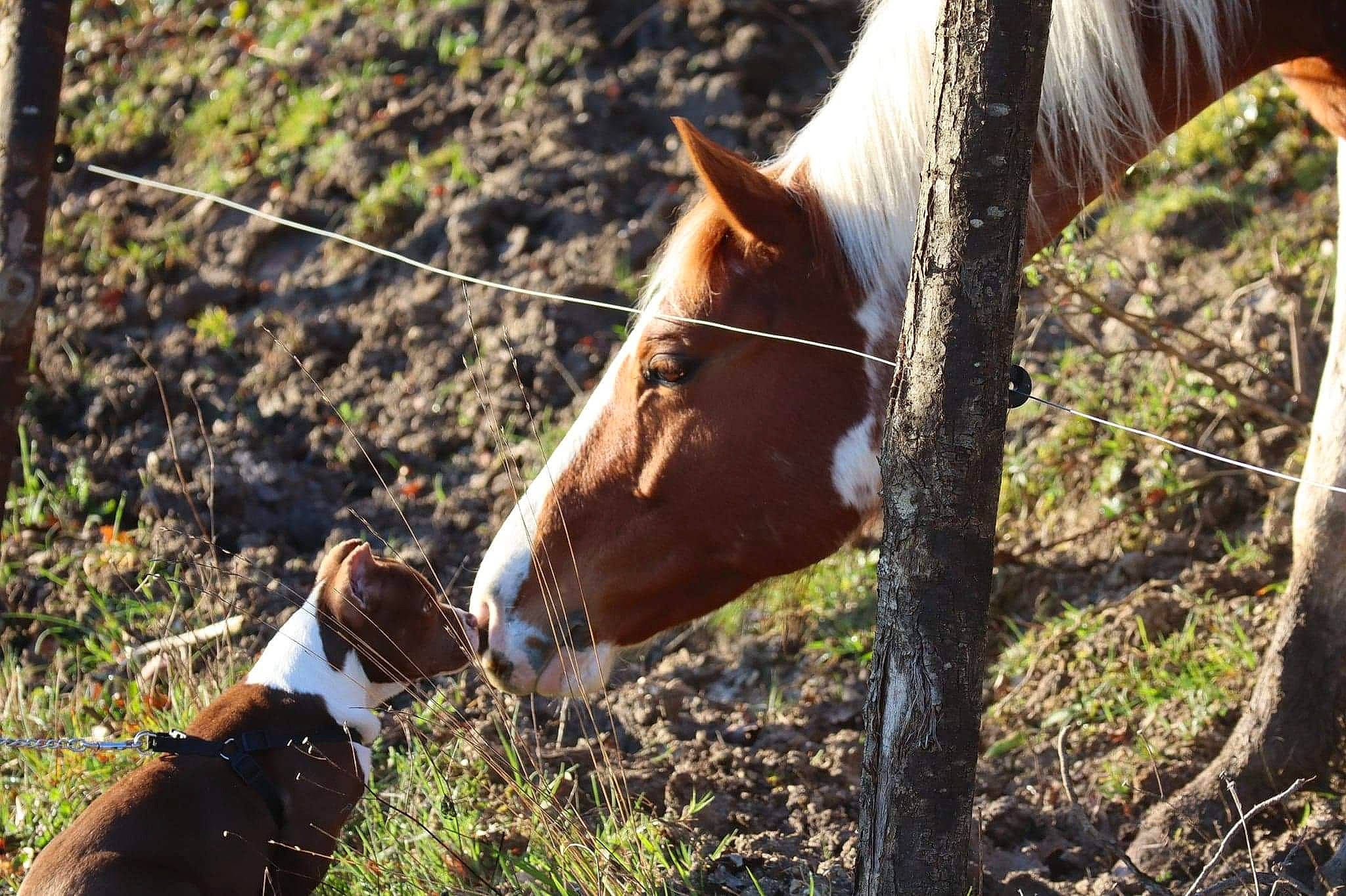 Pearl a rejoint le concours — aidez-le/la à gagner de superbes lots ! carnivore, dog, dog_breed, fawn, grass, grazing, horse, landscape, liver, mammal, mare, pack_animal, plant, snout, sorrel, terrestrial_animal, vertebrate, wildlife, wood, working_animal