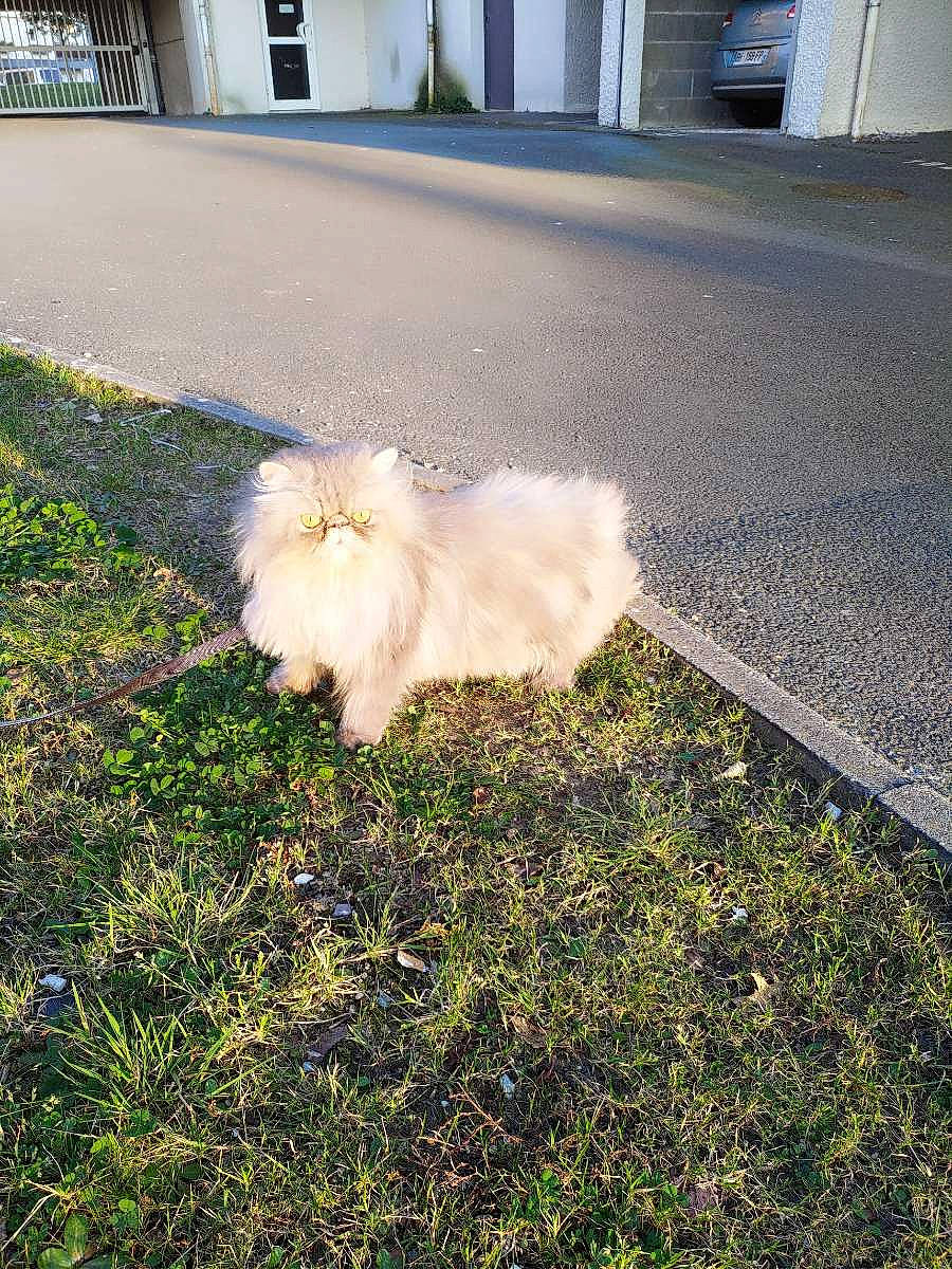 Jackpot a rejoint le concours — aidez-le/la à gagner de superbes lots ! asphalt, carnivore, companion_dog, dog, dog_breed, fawn, felidae, flooring, german_spitz, german_spitz_klein, german_spitz_mittel, grass, lawn, line, pomeranian, road_surface, sidewalk, spitz, toy_dog, whiskers