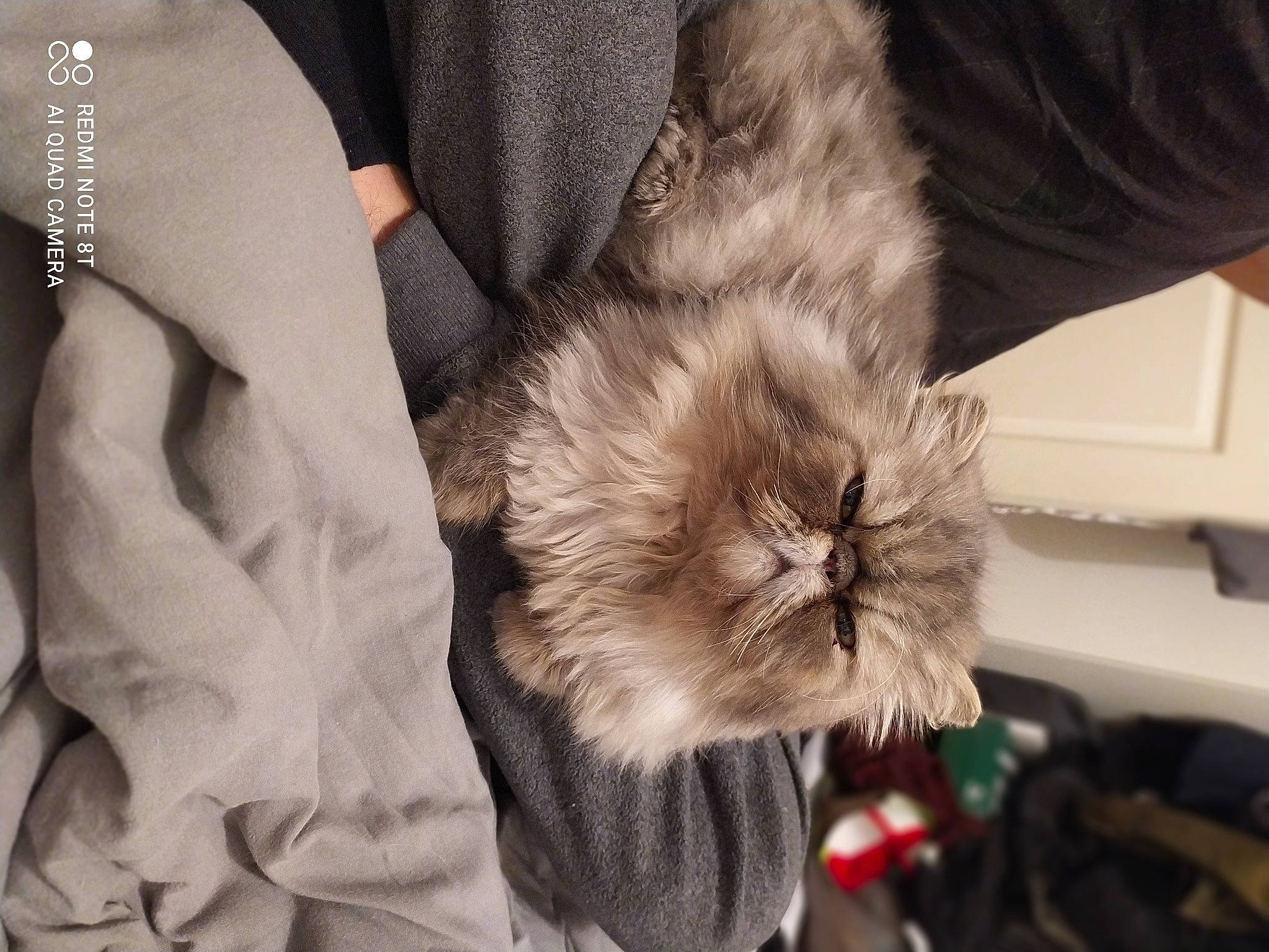 Jackpot a rejoint le concours — aidez-le/la à gagner de superbes lots ! canidae, carnivore, cat, claw, comfort, companion_dog, computer_keyboard, dog_breed, eye, fawn, felidae, fur, jewellery, paw, peripheral, small_to_medium_sized_cats, snout, sporting_group, toy_dog, whiskers