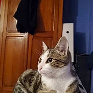 Nala participe au concours pour gagner de l'argent avec cette photo : animal, black_clothing, blanket, blue_wall, cat, clothing, cute, domestic, feline, furniture, indoor, patterned_blanket, pet, relaxed, side_view, tabby_cat, wardrobe, whiskers, white_and_gray, wooden_wardrobe