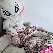 Ayla Et Ava a rejoint le concours — aidez-le/la à gagner de superbes lots ! animal, blue_eyes, brown, cat, cozy, cute, domestic, feline, fur, indoor, kitten, pet_bed, pink, playful, plush_toy, resting, soft, toy, white, young