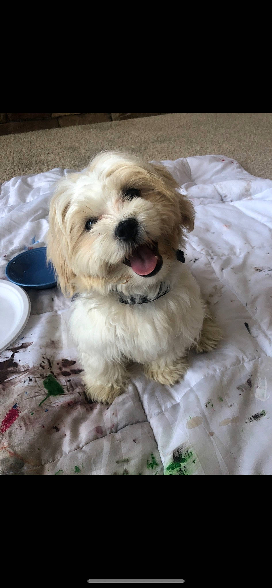 Apollo joined the competition — help win amazing prizes! canidae, carnivore, companion_dog, dishware, dog, dog_breed, fur, home_accessories, linens, maltepoo, plate, porcelain, puppy, serveware, small_terrier, snout, terrier, toy_dog, vertebrate, working_animal