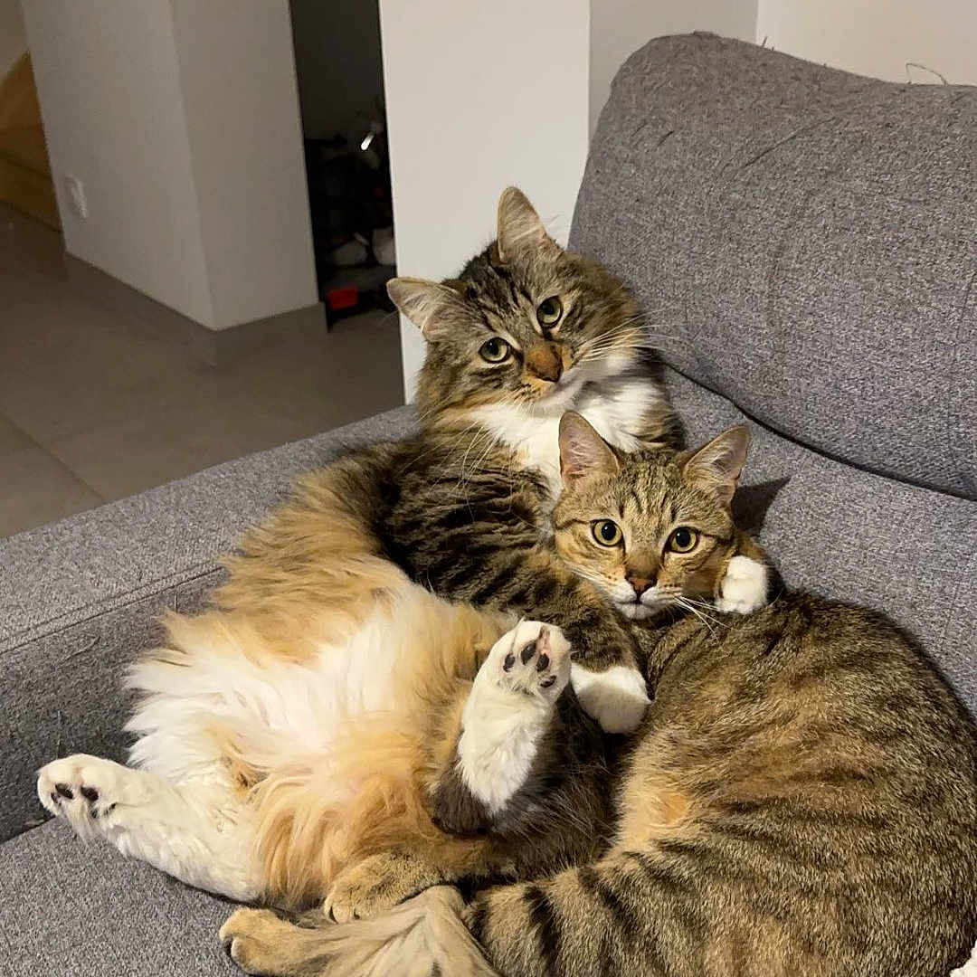 Sky Et Minuss participe au concours pour gagner de l'argent avec cette photo : abyssinian, animal, architecture, armchair, building, cat, chair, couch, cushion, furniture, homedecor, indoors, interiordesign, kitten, livingroom, manx, person, pet, room, sleeping