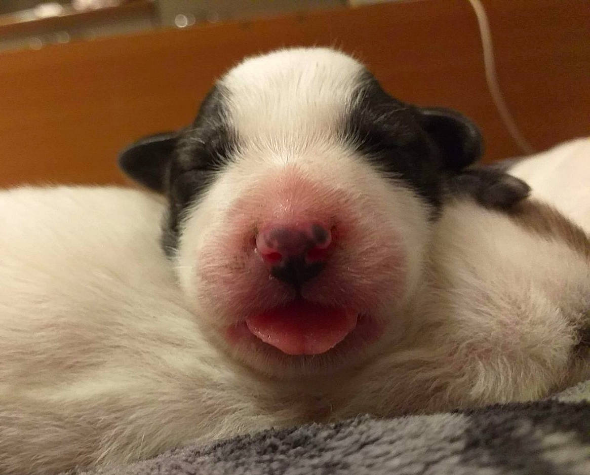 R'Mione a rejoint le concours — aidez-le/la à gagner de superbes lots ! carmine, close_up, comfort, dog_breed, flesh, foot, fur, livestock, non_sporting_group, paw, puppy, rodent, terrestrial_animal, whiskers, working_animal