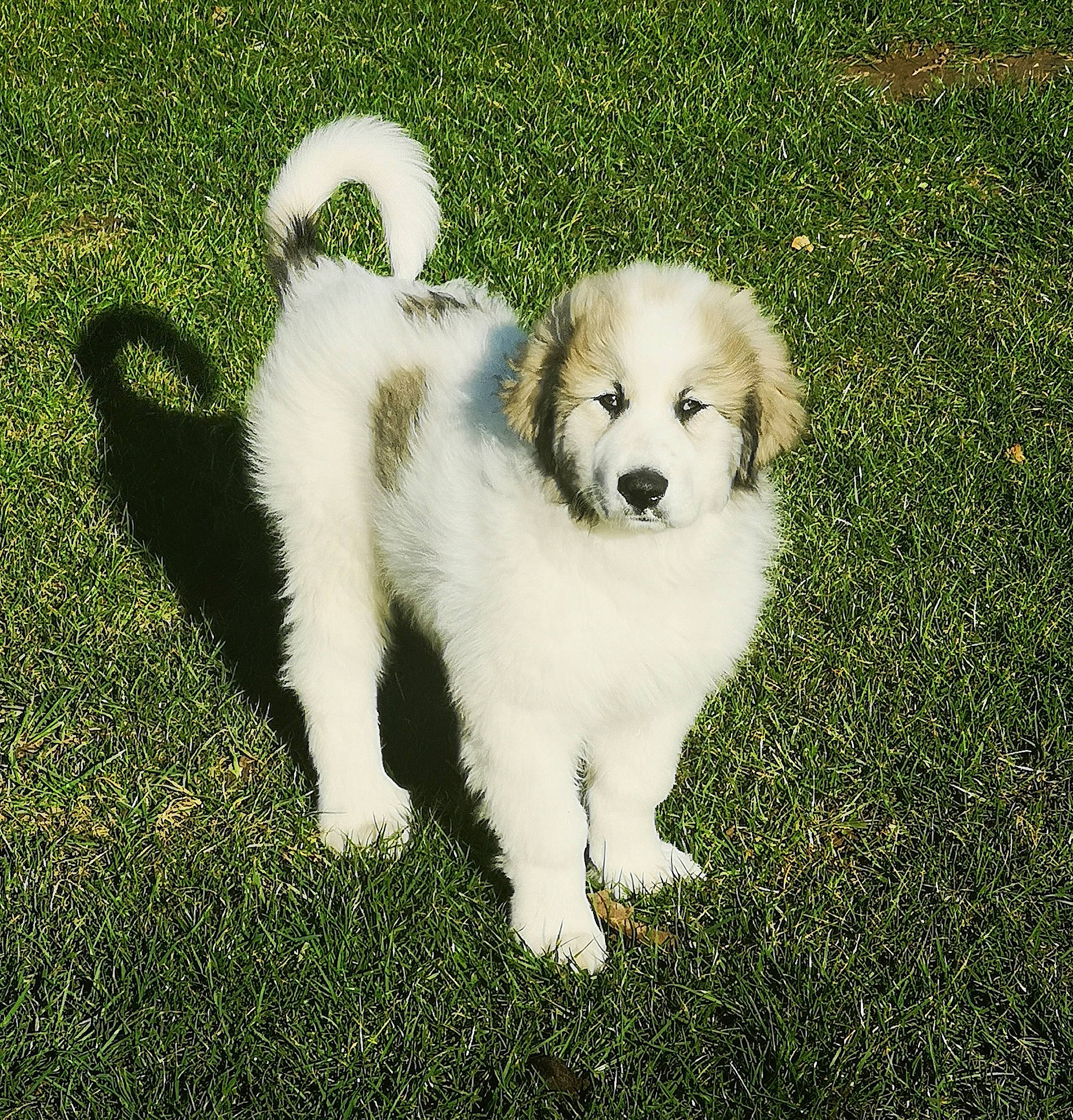R'Mione participe au concours pour gagner de l'argent avec cette photo : ancient_dog_breeds, canidae, carnivore, companion_dog, dog, dog_breed, fur, grass, happy, lawn, non_sporting_group, plant, puppy, shadow, snout, sporting_group, tail, toy_dog, working_animal, working_dog