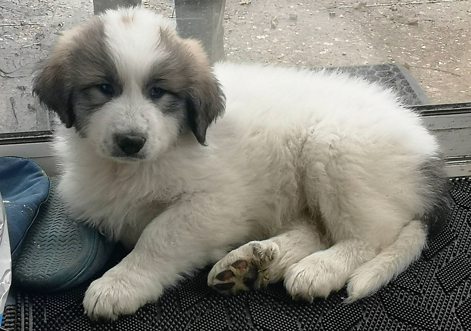 R'Mione participe au concours pour gagner de l'argent avec cette photo : ancient_dog_breeds, bored, canidae, carnivore, companion_dog, dog, dog_breed, fur, grass, monochrome, monochrome_photography, non_sporting_group, puppy, snout, sporting_group, terrestrial_animal, toy_dog, whiskers, working_animal, working_dog