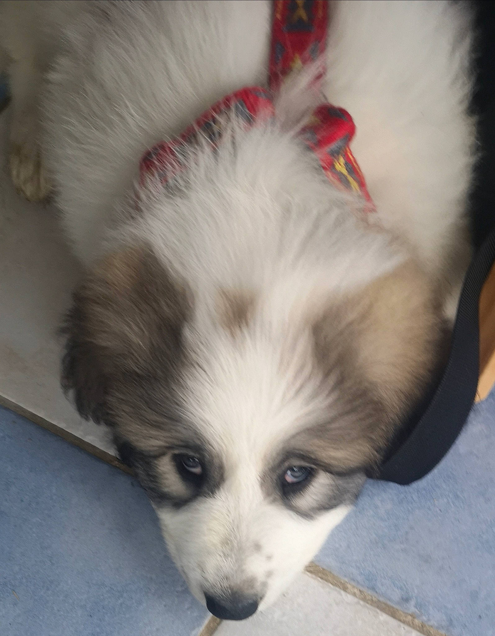 R'Mione participe au concours pour gagner de l'argent avec cette photo : bored, carnivore, companion_dog, dog, dog_breed, fur, herding_dog, non_sporting_group, puppy, snout, sporting_group, terrestrial_animal, whiskers, working_animal, working_dog