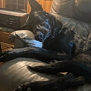 Daddy is registered to the contest to win money with this photo: animal, black_dog, canine, companion, cozy, dog, domestic_animal, ear, fur, furniture, home, indoor, leather_couch, nap, paw, pet, relaxing, resting, sleeping, wood_paneling