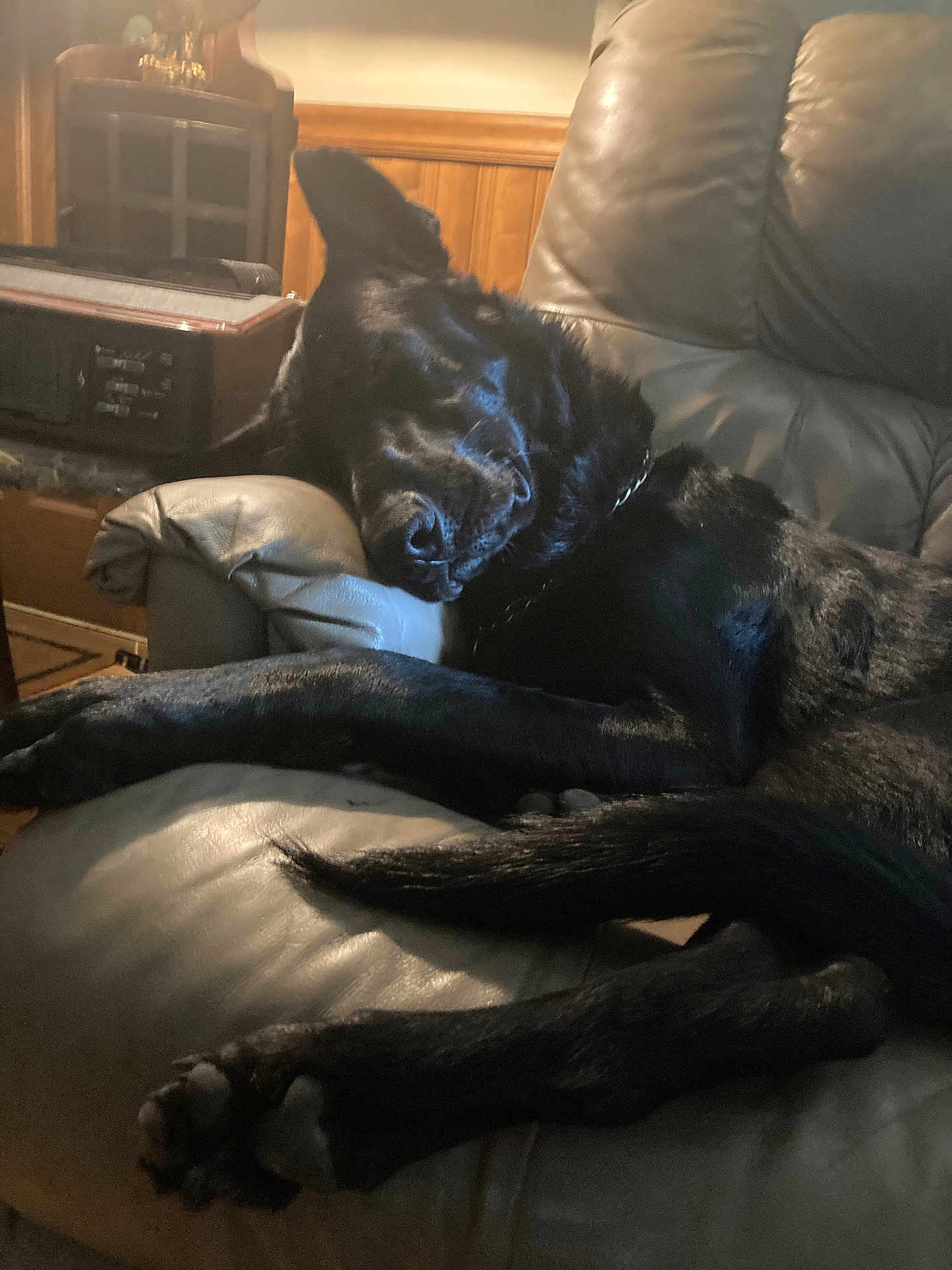 Daddy is registered to the contest to win money with this photo: animal, black_dog, canine, companion, cozy, dog, domestic_animal, ear, fur, furniture, home, indoor, leather_couch, nap, paw, pet, relaxing, resting, sleeping, wood_paneling