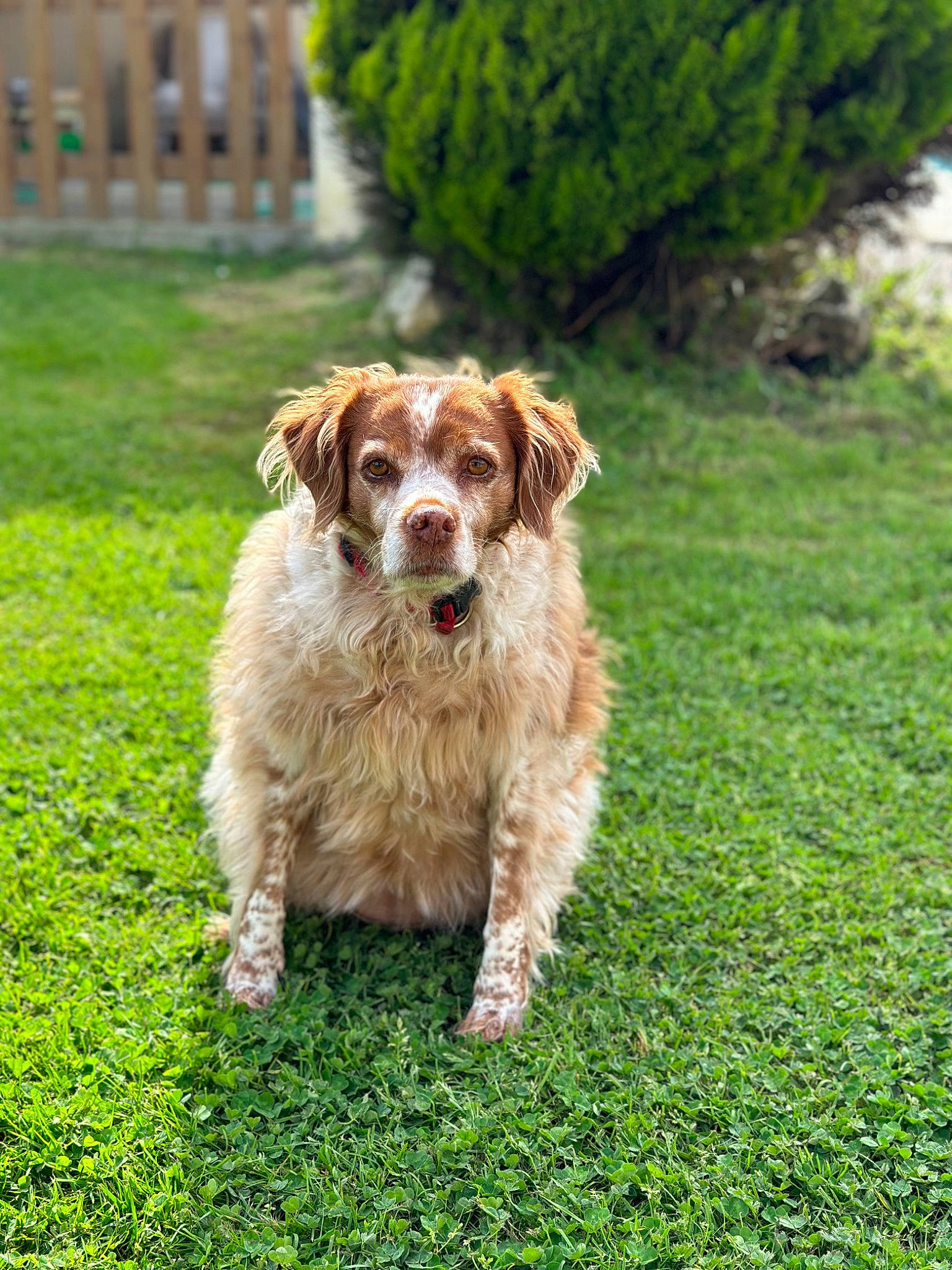 Léa a rejoint le concours — aidez-le/la à gagner de superbes lots ! brittany, canidae, carnivore, companion_dog, dog, dog_breed, fawn, fence, grass, green, groundcover, gun_dog, liver, plant, snout, spaniel, sporting_group, tail, terrestrial_animal, working_dog