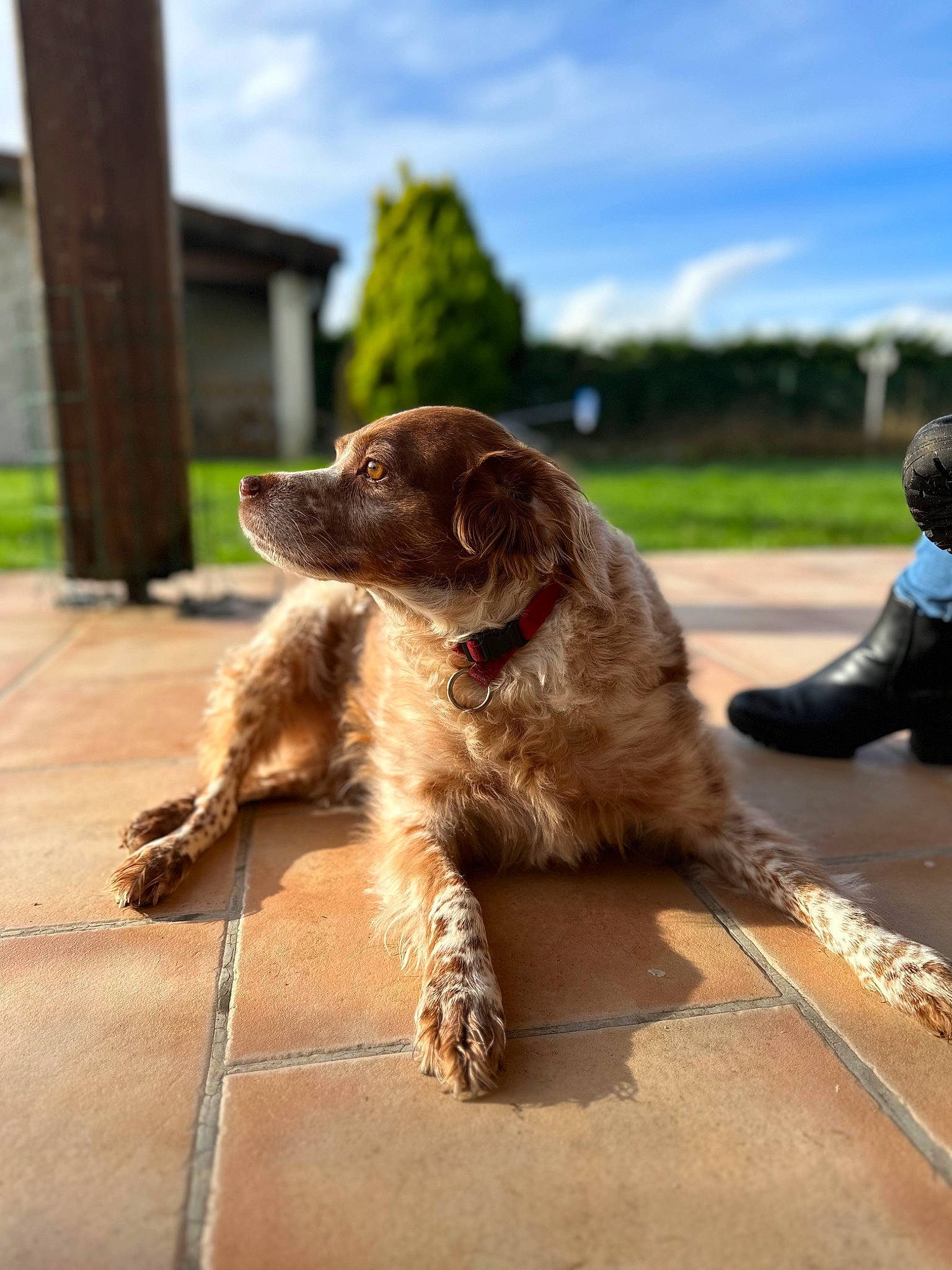 Léa participe au concours pour gagner de l'argent avec cette photo : ball, canidae, carnivore, cloud, companion_dog, dog, dog_breed, fawn, fur, gun_dog, leash, liver, plant, sky, snout, sporting_group, tail, tree, window, working_animal