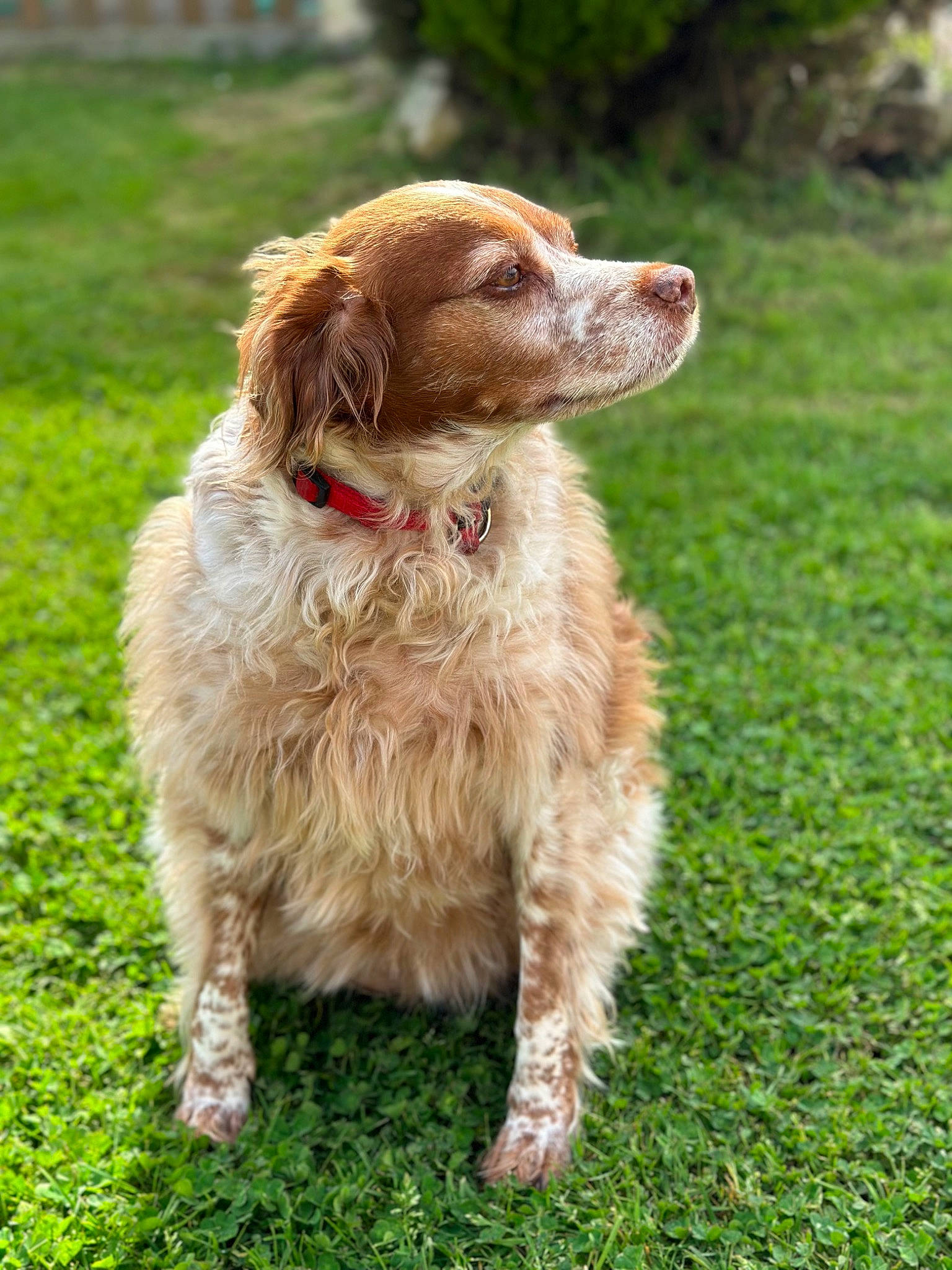 Léa a rejoint le concours — aidez-le/la à gagner de superbes lots ! canidae, carnivore, cocker_spaniel, companion_dog, dog, dog_breed, dog_collar, fawn, fur, grass, gun_dog, liver, plant, pointing_breed, retriever, snout, spaniel, sporting_group, tail, terrestrial_animal