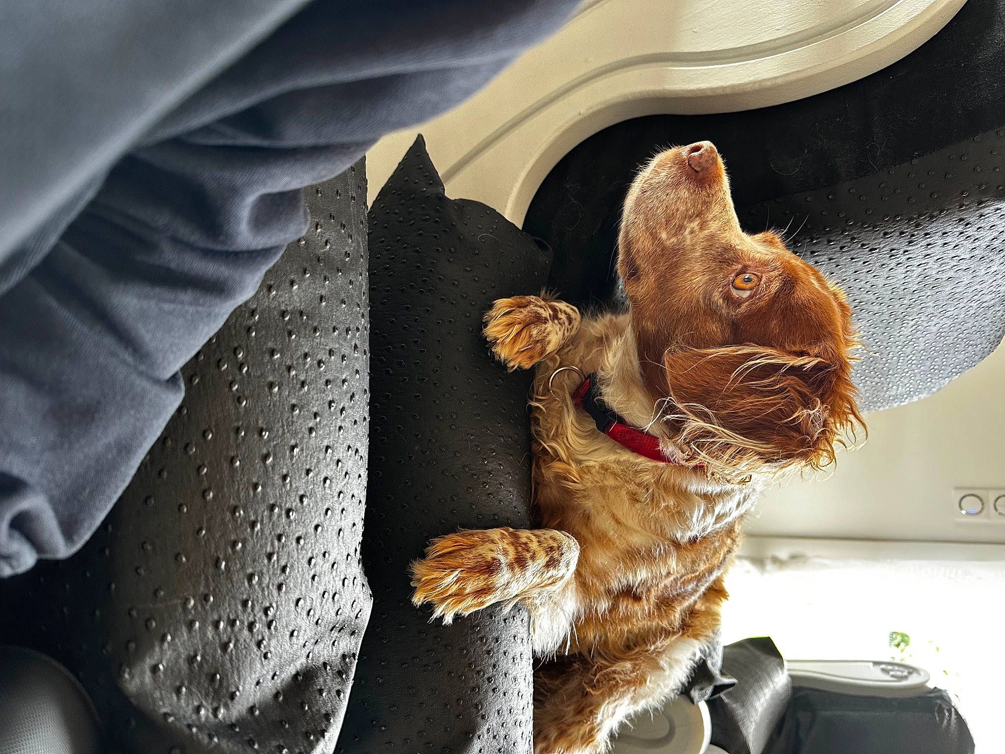 Léa a rejoint le concours — aidez-le/la à gagner de superbes lots ! artifact, camera, canidae, carnivore, denim, fawn, felidae, fur, kettle, metal, mug, single_lens_reflex_camera, small_to_medium_sized_cats, snout, sporting_group, tableware, telephone, vehicle_door, whiskers, wood