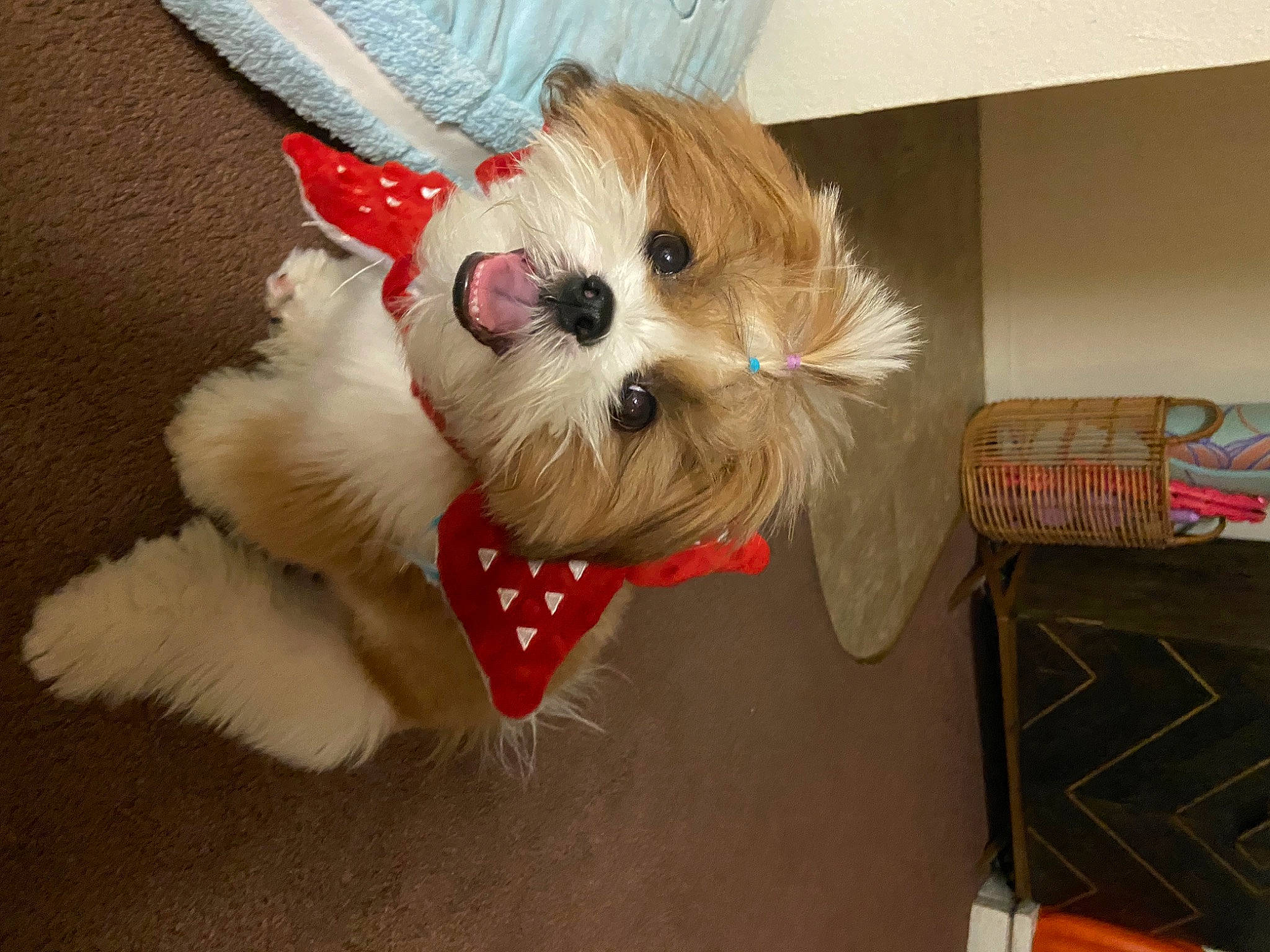 Rupert is registered to the contest to win money with this photo: canidae, carnivore, collar, companion_dog, dog, dog_breed, dog_clothes, dog_supply, event, fawn, fur, holiday, pet_supply, small_terrier, snout, sporting_group, terrier, toy, toy_dog, working_animal