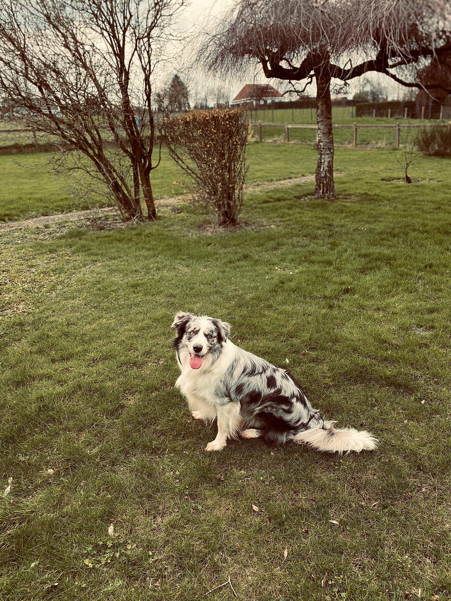 Boyka a rejoint le concours — aidez-le/la à gagner de superbes lots ! ball, canidae, carnivore, companion_dog, dog, dog_breed, fawn, grass, grassland, landscape, meadow, people_in_nature, plant, snout, soil, sporting_group, tail, tree, twig, working_animal