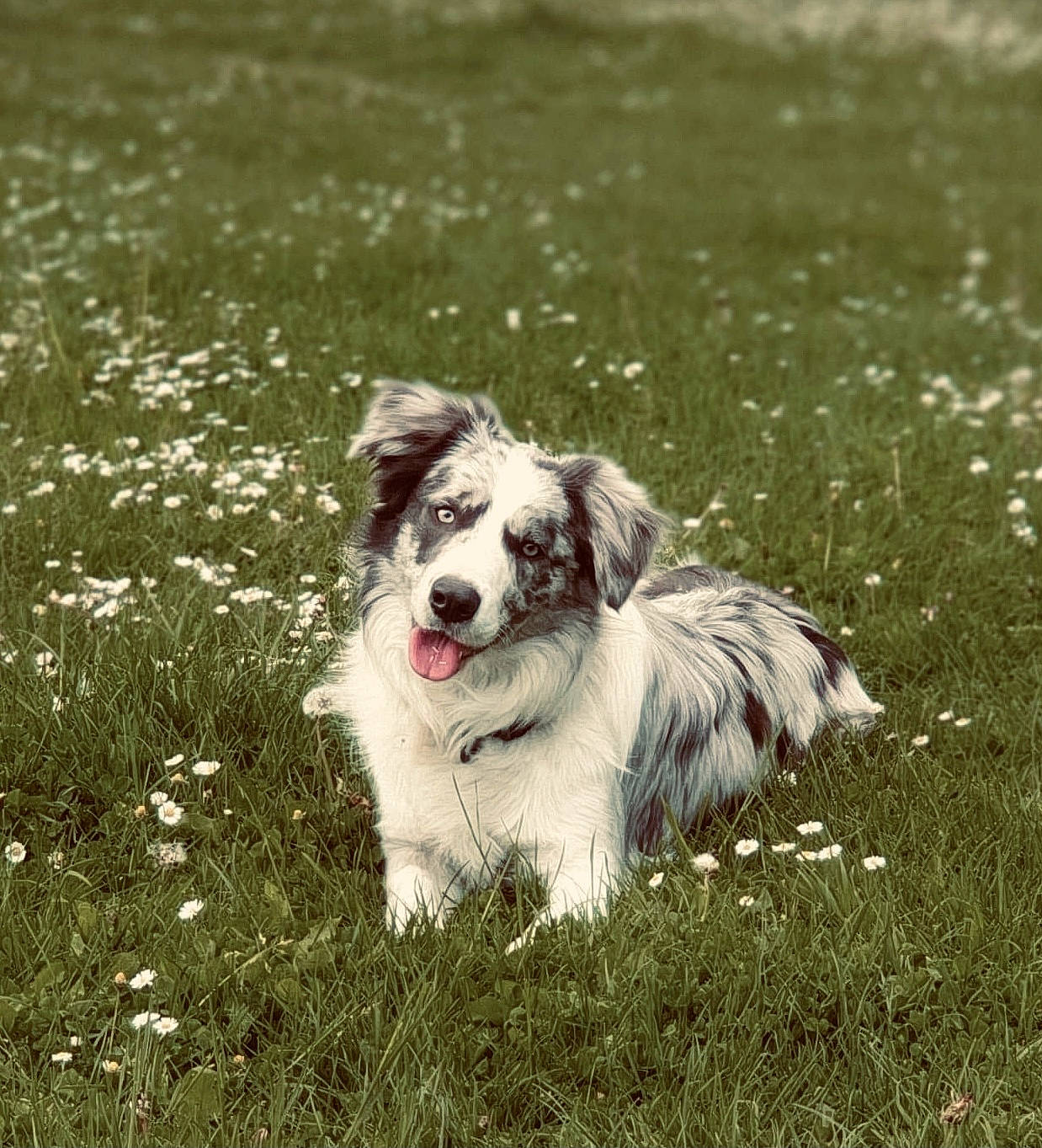 Boyka participe au concours pour gagner de l'argent avec cette photo : canidae, carnivore, companion_dog, dog, dog_breed, field, flower, grass, grassland, happy, herbaceous_plant, herding_dog, non_sporting_group, plant, snout, sporting_group, toy_dog, working_animal, working_dog