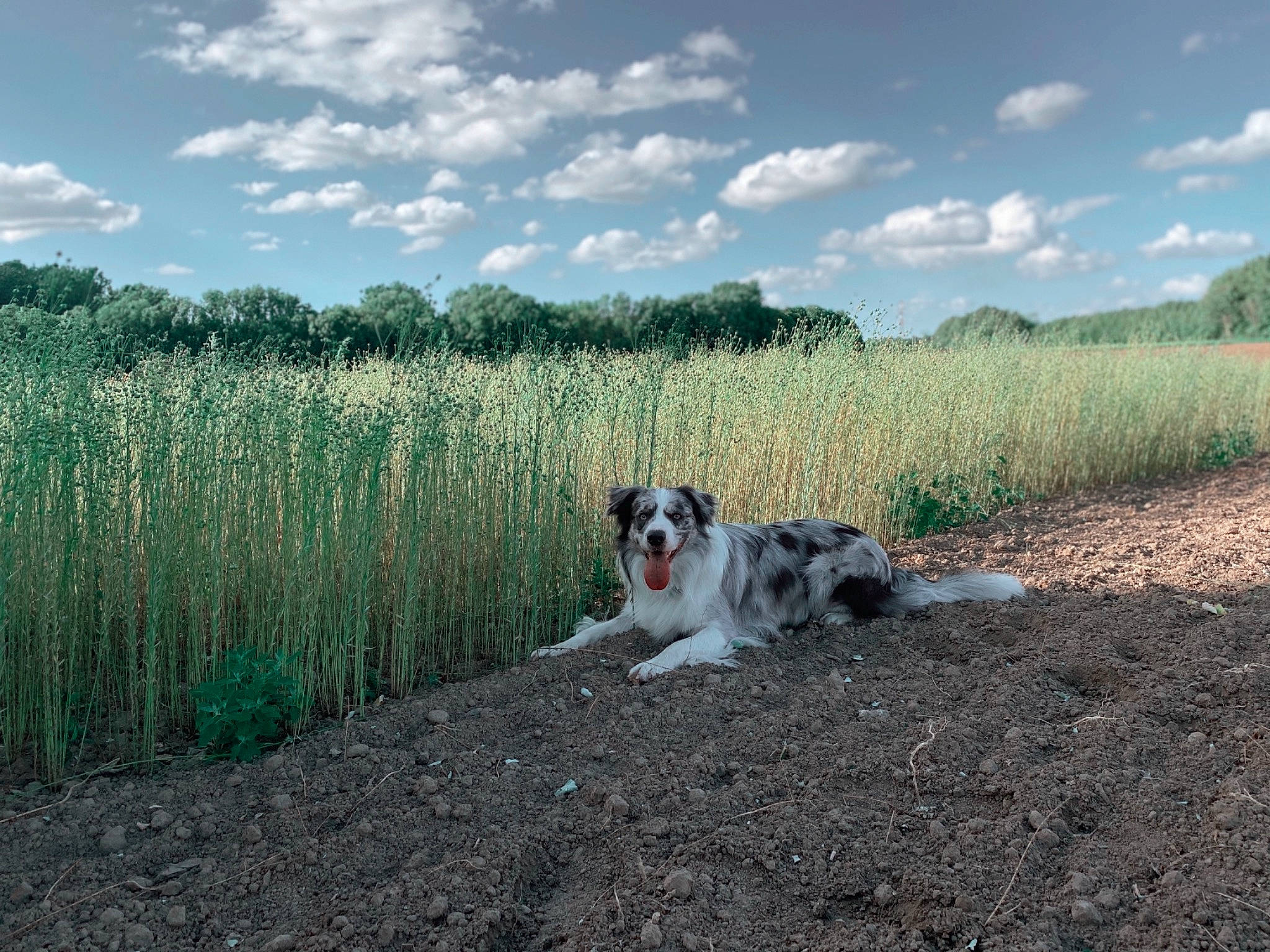 Boyka a rejoint le concours — aidez-le/la à gagner de superbes lots ! carnivore, cloud, companion_dog, dog, dog_breed, fawn, field, grass, grass_family, grassland, landscape, meadow, moscow_watchdog, natural_landscape, plain, plant, prairie, sky, sporting_group, tree