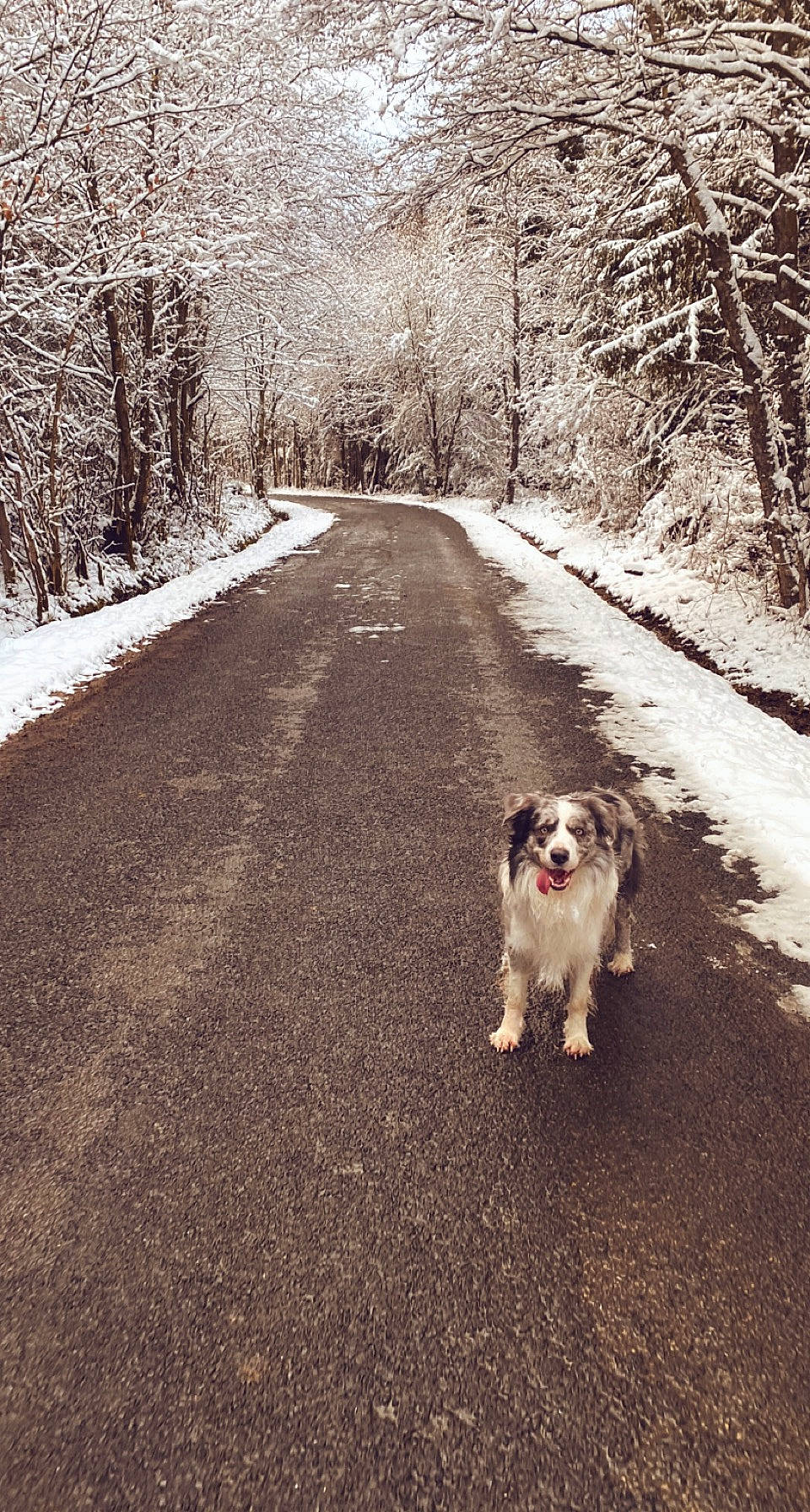 Boyka a rejoint le concours — aidez-le/la à gagner de superbes lots ! asphalt, carnivore, companion_dog, dog, dog_breed, forest, freezing, grass, herding_dog, natural_landscape, plant, road, road_surface, snout, snow, sporting_group, tints_and_shades, toy_dog, tree, wood
