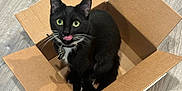 Kira is registered to the contest to win money with this photo: cat, black_cat, cardboard_box, floor, wooden_floor, pet, animal, whiskers, green_eyes, tongue_out, cute, playful, indoor, collar, feline, small_box, sitting, looking_up, fur, domestic_cat