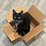 cat, black_cat, cardboard_box, floor, wooden_floor, pet, animal, whiskers, green_eyes, tongue_out, cute, playful, indoor, collar, feline, small_box, sitting, looking_up, fur, domestic_cat