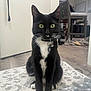 Kira joined the competition — help win amazing prizes! cat, black_and_white, tuxedo_cat, indoor, rug, floor, door, collar, tag, whiskers, pet, animal, feline, household, chair, wood_floor, carpet, domestic, sitting, curious