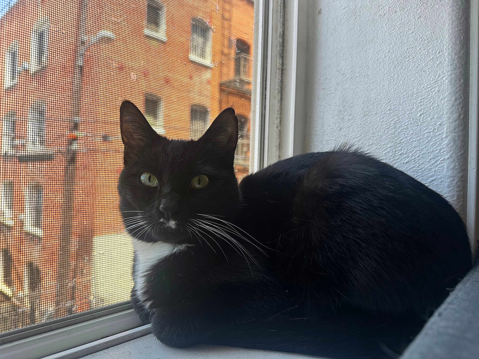 Kira is registered to the contest to win money with this photo: cat, black_and_white, windowsill, window, mesh_screen, brick_building, urban, pet, animal, whiskers, green_eyes, resting, indoor, daylight, curious, feline, quiet, side_view, domestic_cat, closeup