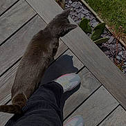Rapha a rejoint le concours — aidez-le/la à gagner de superbes lots ! cat, gray_cat, person, legs, sneakers, shoes, pants, wooden_deck, grass, garden, stones, outdoor, sunlight, shadow, pet, animal, walking, nature, side_view, casual