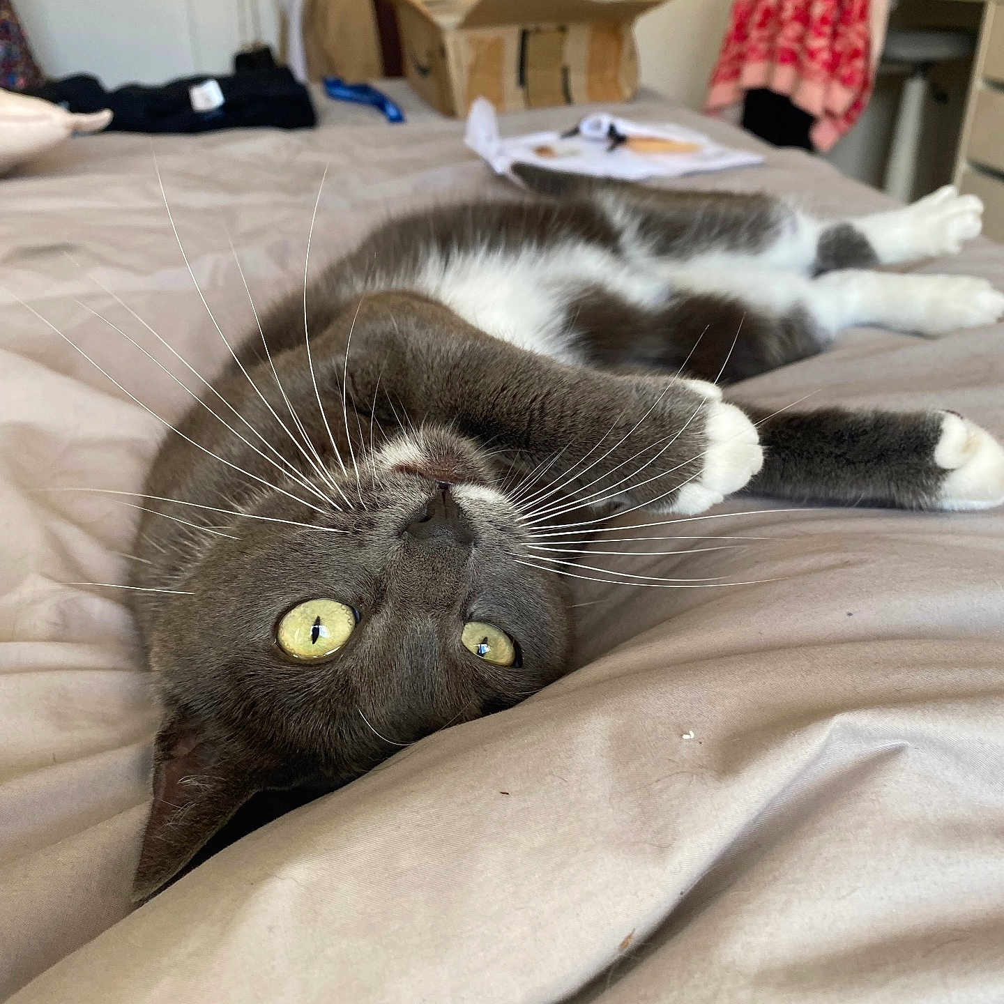 Rapha a rejoint le concours — aidez-le/la à gagner de superbes lots ! animal, bed, bedspread, cat, cozy, cute, domestic_cat, feline, fur, gray_cat, home, indoor, paws, pet, relaxed, sleepy, stretching, upside_down, whiskers, yellow_eyes