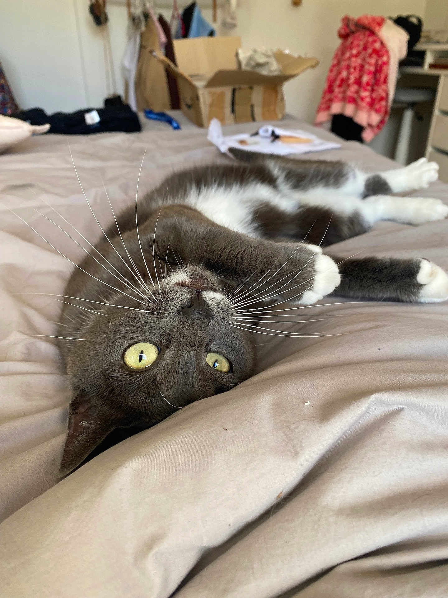 Rapha a rejoint le concours — aidez-le/la à gagner de superbes lots ! cat, gray_cat, yellow_eyes, bed, bedspread, indoor, pet, whiskers, feline, relaxed, stretching, paws, fur, animal, cozy, home, upside_down, cute, domestic_cat, sleepy