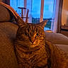 cat, tabby, indoor, couch, furniture, window, evening, blue_sky, curtains, whiskers, fur, pet, animal, domestic_cat, relaxing, cozy, home, portrait, closeup, seated