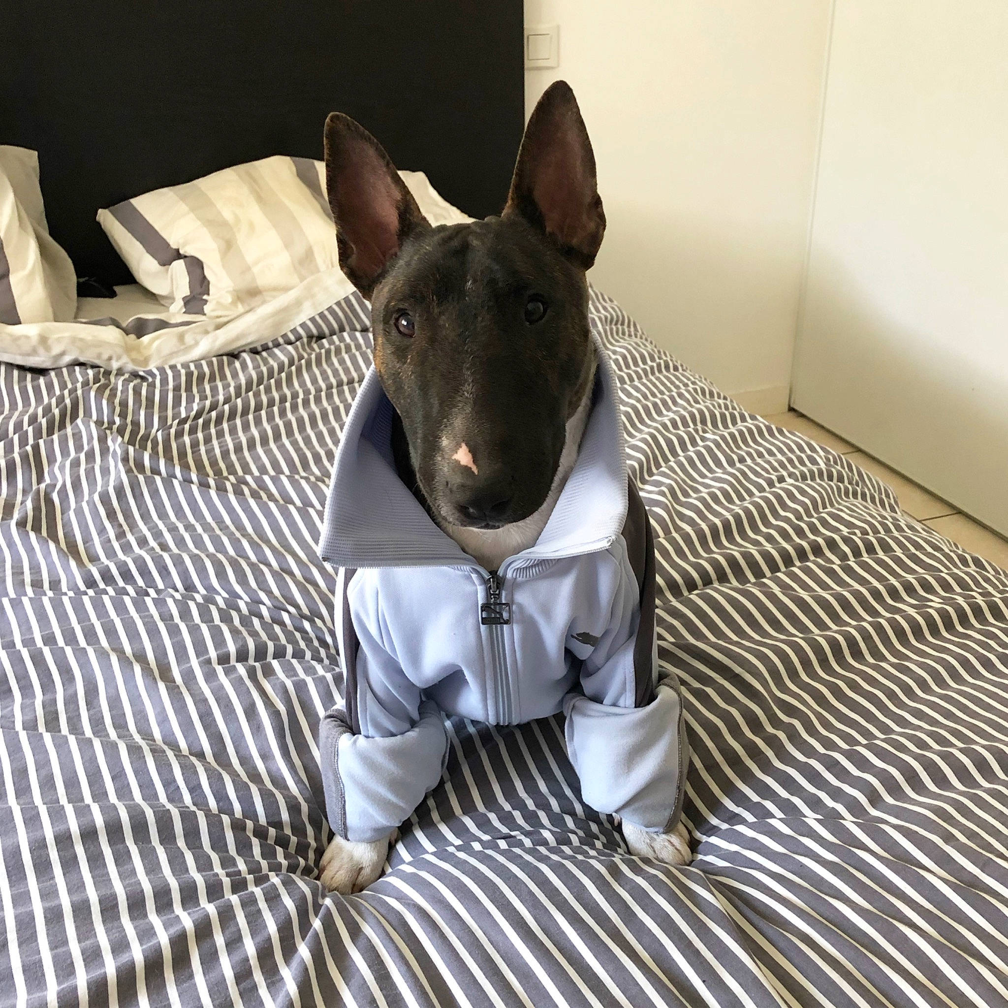 Pogo a rejoint le concours — aidez-le/la à gagner de superbes lots ! canidae, carnivore, collar, companion_dog, dog, dog_breed, dog_collar, dog_supply, fawn, flooring, grey, linens, pet_supply, snout, sporting_group, terrestrial_animal, toy_dog, whiskers, wood, working_animal