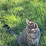 cat, tabby, grass, outdoor, animal, pet, nature, sunlight, feline, striped, alert, field, green, mammal, whiskers, ears, tail, sitting, daylight, closeup