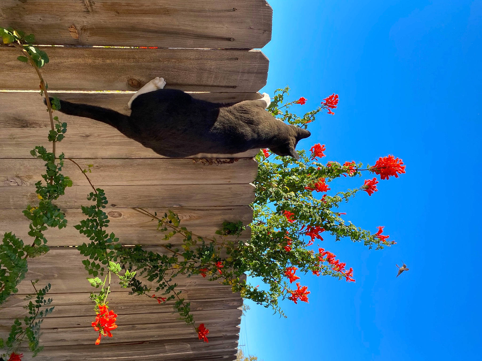 Fester is registered to the contest to win money with this photo: art, building, facade, flower, flowering_plant, herb, house, landscape, leaf, petal, plant, rock, sculpture, shadow, sky, tail, tree, twig, wall, wood
