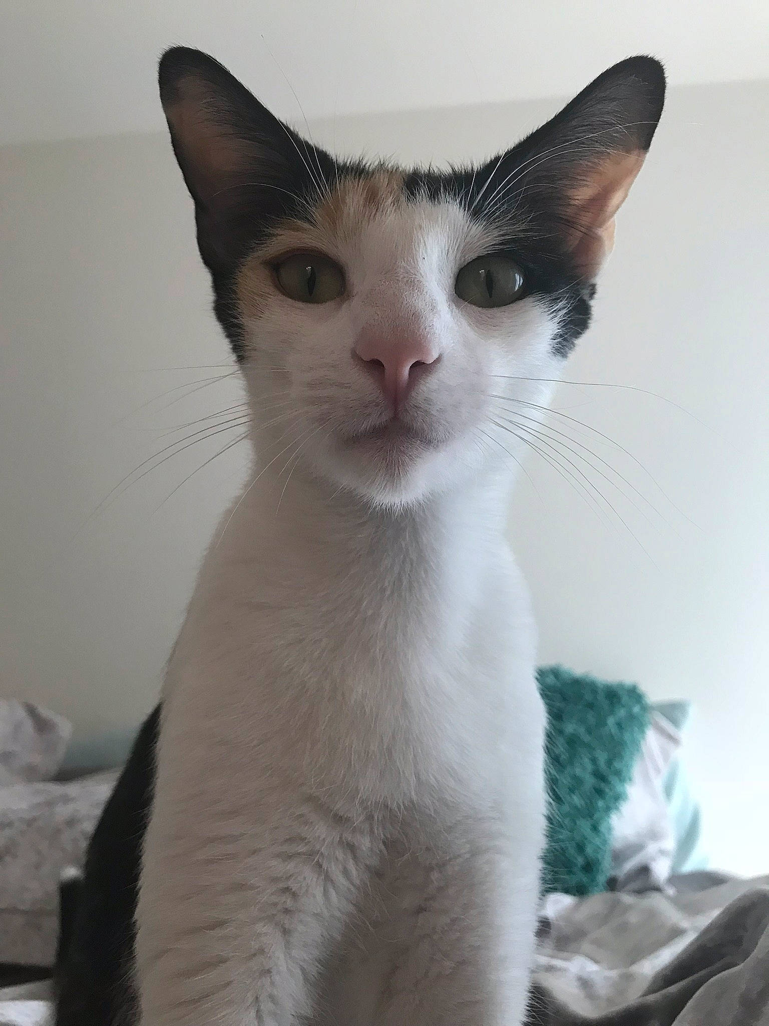 Fiona is registered to the contest to win money with this photo: carnivore, cat, comfort, domestic_short_haired_cat, ear, felidae, fur, no_expression, small_to_medium_sized_cats, snout, tail, whiskers